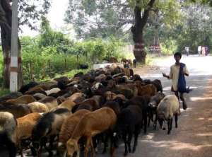 Sheep_and_herder_India