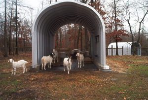 House and Shelter for goats