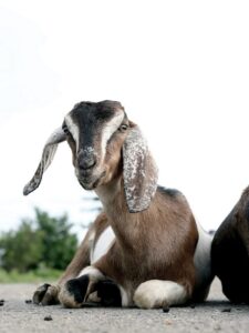Village Goats