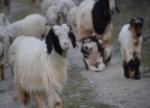 fibre goats