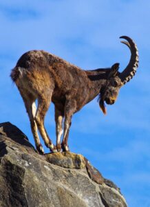 Goat on Mountain
