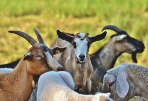 Standing Goats